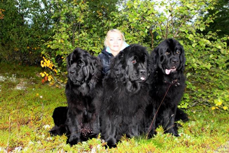 Фото: ньюфаундленд Anabelle Kvin of zye Mountayns (Анабелле Квин оф зэ Моунтайнс), ньюфаундленд Fortuna of Giant's Island, ньюфаундленд Allegians Brayt Prospekt (Аллегианс Брайт Проспект), и Оксана