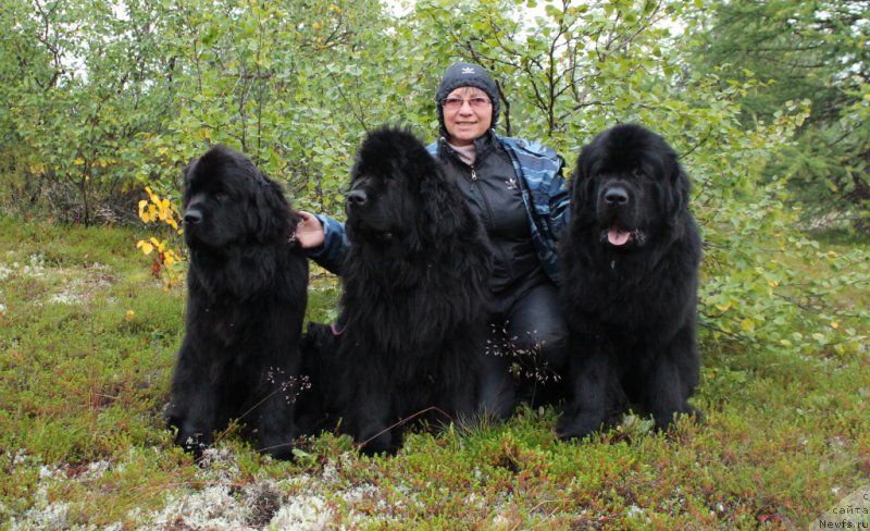 Фото: ньюфаундленд Anabelle Kvin of zye Mountayns (Анабелле Квин оф зэ Моунтайнс), ньюфаундленд Fortuna of Giant's Island, ньюфаундленд Allegians Brayt Prospekt (Аллегианс Брайт Проспект), Elena Kuz'mina (Елена Кузьмина)