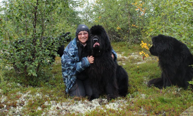 Фото: Elena Kuz'mina (Елена Кузьмина), ньюфаундленд King of Helluland You Shock Me