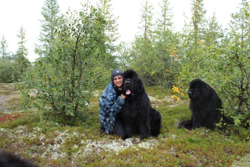 Фото: Elena Kuz'mina (Елена Кузьмина), ньюфаундленд King of Helluland You Shock Me