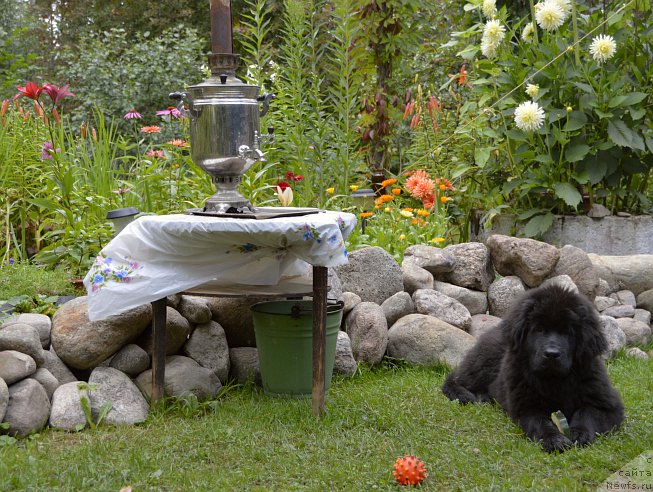 Фото: ньюфаундленд Smigar Yungfrau Yuliana (Смигар Юнгфрау Юлиана)