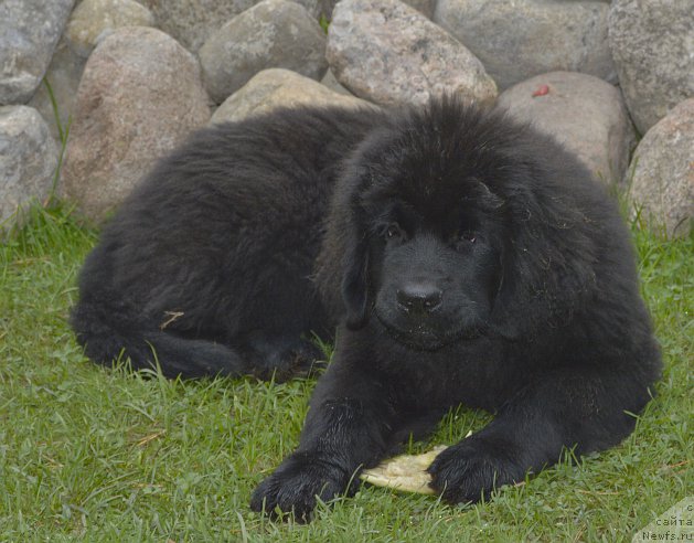 Фото: ньюфаундленд Smigar Yungfrau Yuliana (Смигар Юнгфрау Юлиана)