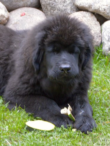 Фото: ньюфаундленд Smigar Yungfrau Yuliana (Смигар Юнгфрау Юлиана)