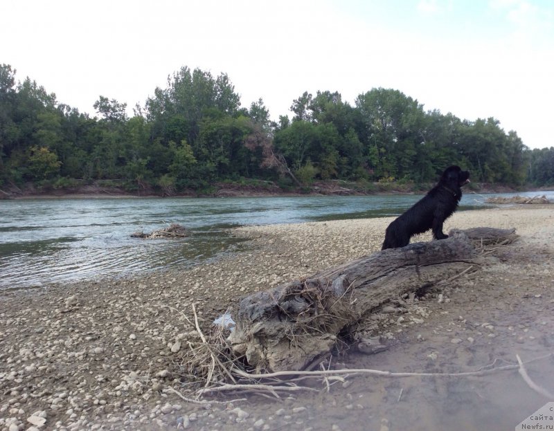 Фото: ньюфаундленд Basnja s Berega Dona (Басня с Берега Дона)