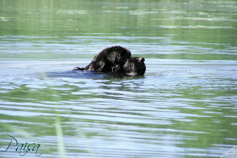 Фото: ньюфаундленд Chernaya Mafia Maybe She Will (Черная Мафия Маубе Ше Вилл)