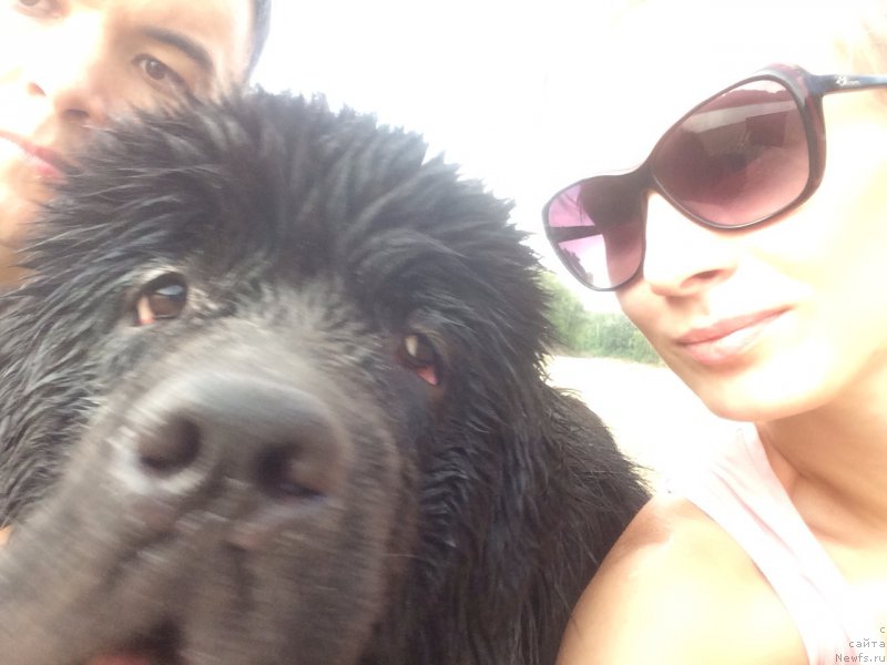 Фото: ньюфаундленд Basnja s Berega Dona (Басня с Берега Дона), Tat'yana Agisheva (Татьяна Агишева), Эльдар