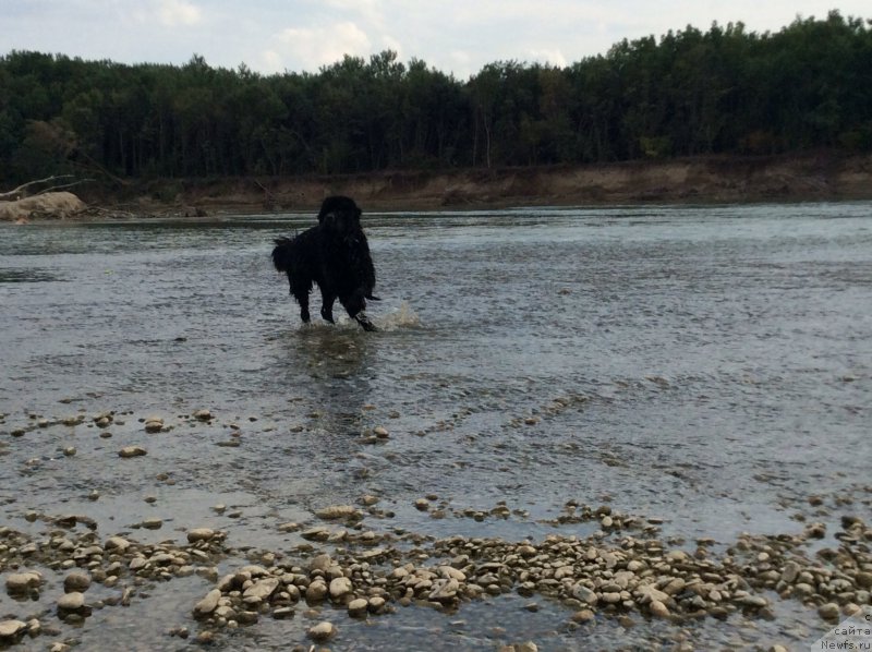 Фото: ньюфаундленд Basnja s Berega Dona (Басня с Берега Дона)