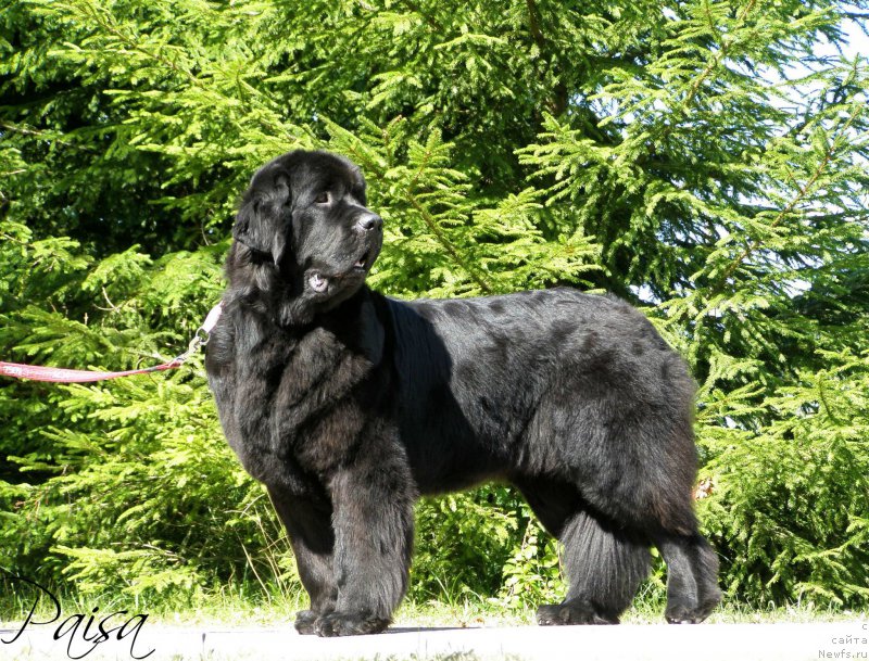 Фото: ньюфаундленд Chernaya Mafia Maybe She Will (Черная Мафия Маубе Ше Вилл)