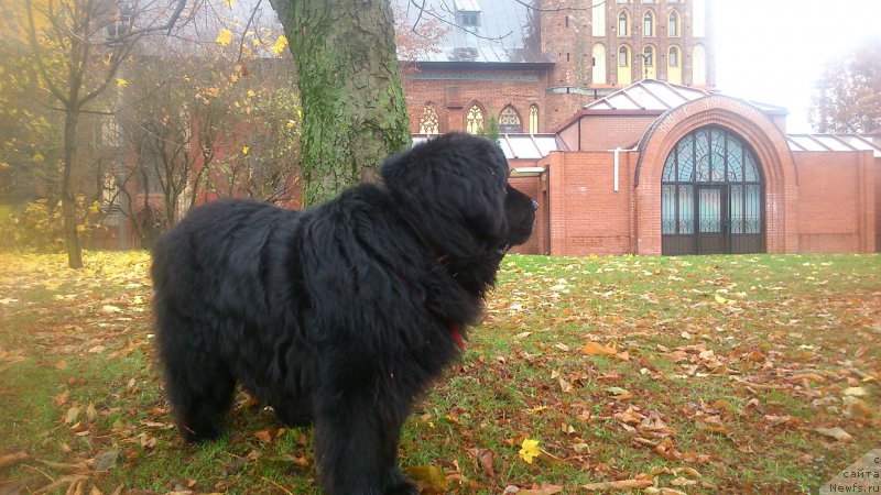 Фото: ньюфаундленд Super Premium Bumer (Супер Премиум Бумер)