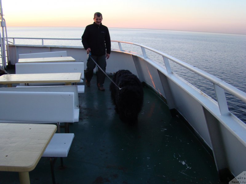 Фото: ньюфаундленд Super Premium Bumer (Супер Премиум Бумер)