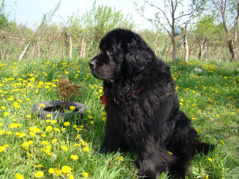 Фото: ньюфаундленд Super Premium Bumer (Супер Премиум Бумер)