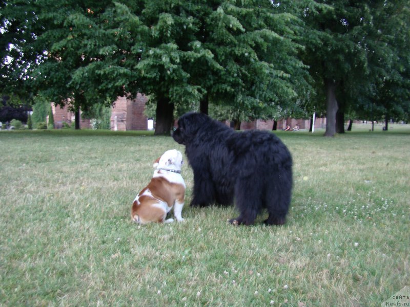 Фото: ньюфаундленд Super Premium Bumer (Супер Премиум Бумер)