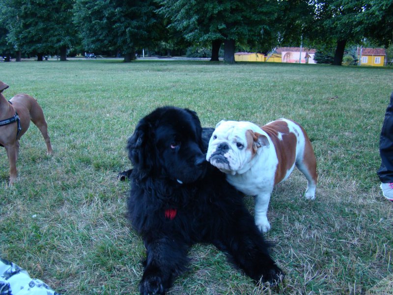 Фото: ньюфаундленд Super Premium Bumer (Супер Премиум Бумер)