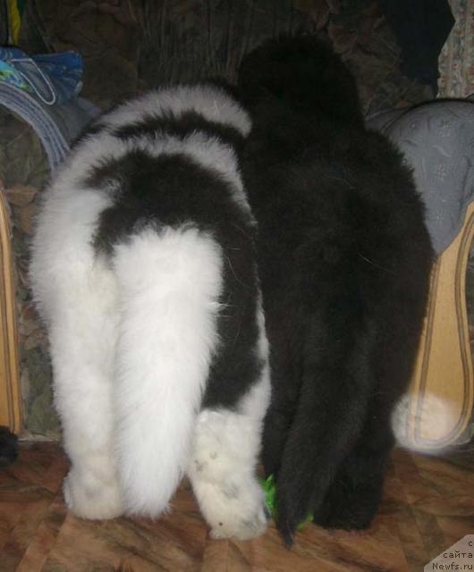 Фото: ньюфаундленд Super Bizon Byerrimor (Супер Бизон Бэрримор), ньюфаундленд Super Bizon Baton (Супер Бизон Батон)