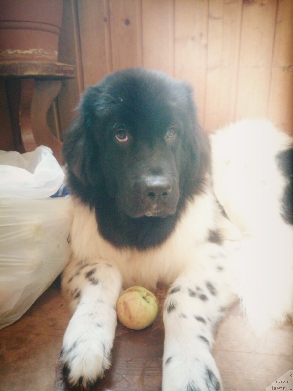 Фотография № 189203