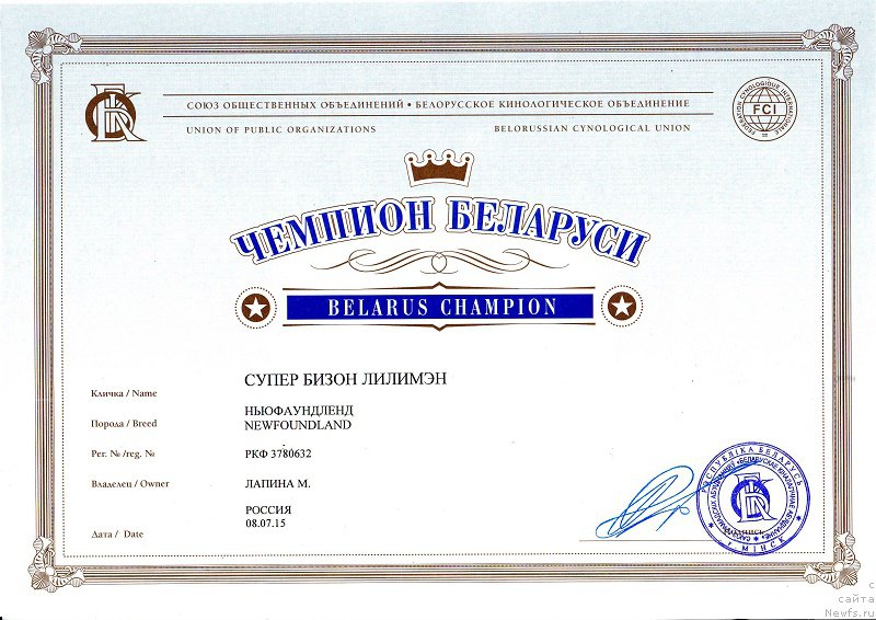 Фото: ньюфаундленд Super Bizon Liliman (Супер Бизон Лилимэн)