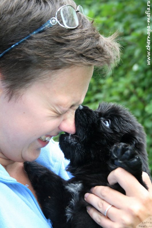 Фото: ньюфаундленд Chernaya Mafia Ace in the Hole (Черная Мафия Асе ин тхе Холе), Ol'ga Soboleva (Ольга Соболева)