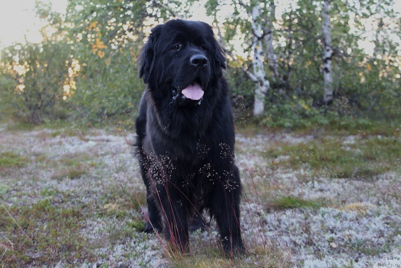 Фото: ньюфаундленд Brigantina Glori Okean (Бригантина Глори Океан)