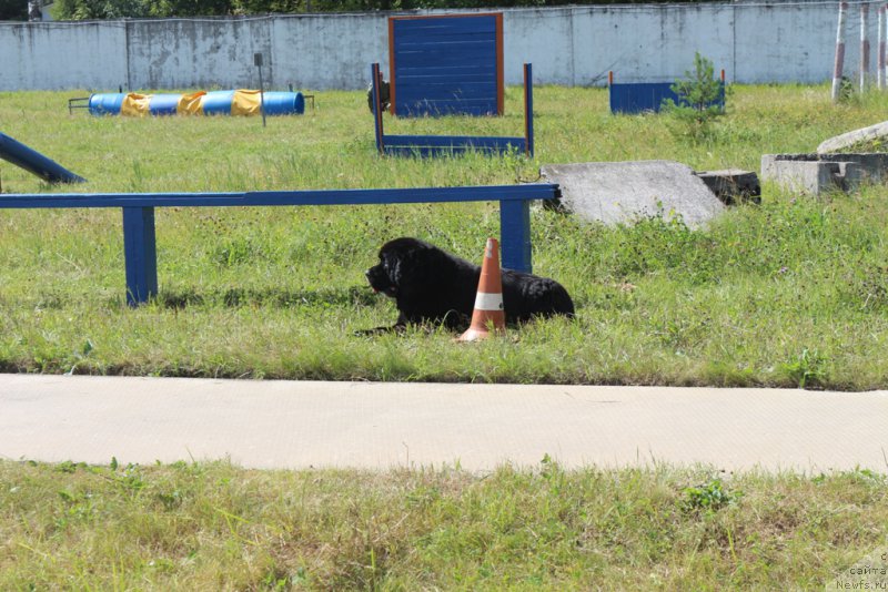 Фото: ньюфаундленд Giacomo vom Darius Land