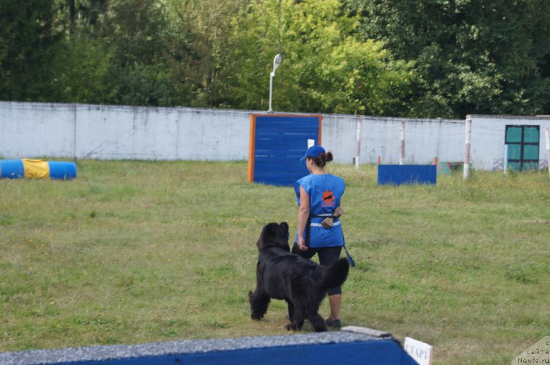 Фото: Aleksandra Fetisova (Александра Фетисова), ньюфаундленд Beguschaya po Volnam Foget Mi Not (Бегущая по Волнам Фогет Ми Нот)