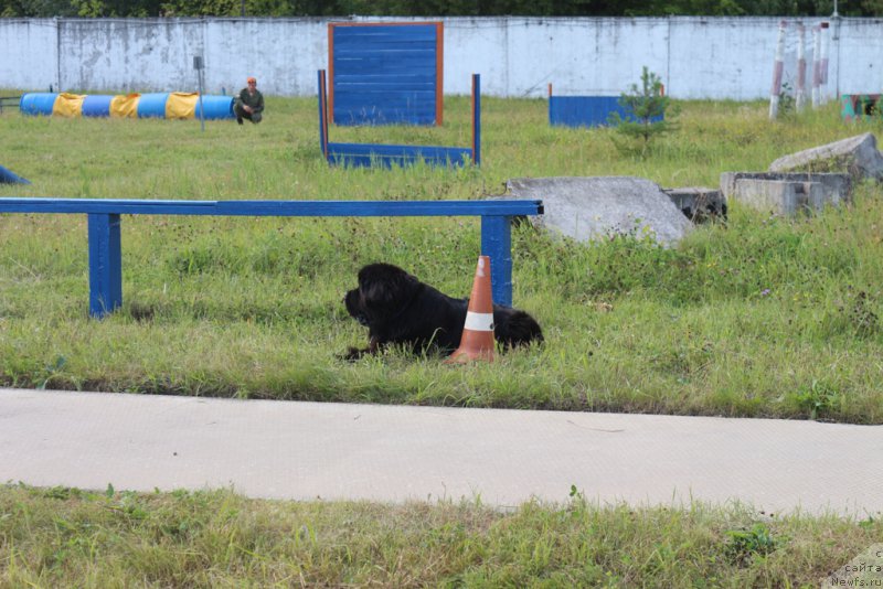 Фото: ньюфаундленд Beguschaya po Volnam Foget Mi Not (Бегущая по Волнам Фогет Ми Нот)