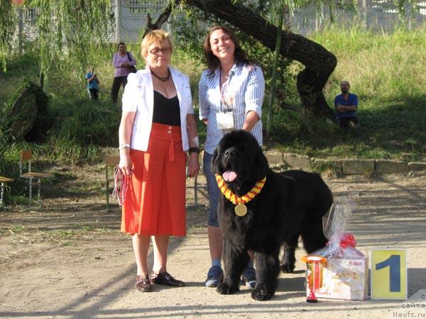 Фото: ньюфаундленд Smigar Ieremiya Ivent Magik (Смигар Иеремия Ивент Магик)