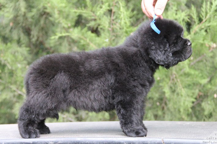 Фото: ньюфаундленд Zhustin s Berega Dona (Жюстин с Берега Дона)