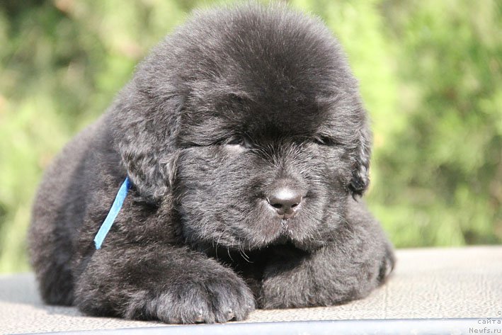 Фото: ньюфаундленд Zhustin s Berega Dona (Жюстин с Берега Дона)