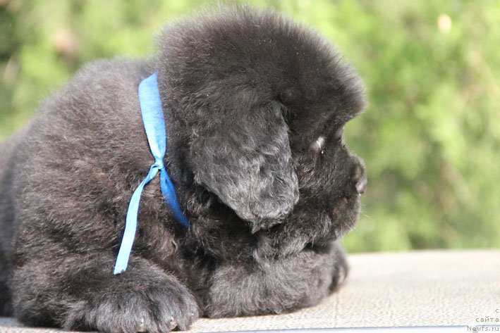 Фото: ньюфаундленд Zhustin s Berega Dona (Жюстин с Берега Дона)