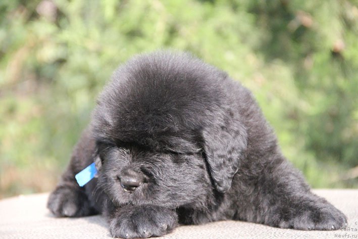 Фото: ньюфаундленд Zhustin s Berega Dona (Жюстин с Берега Дона)