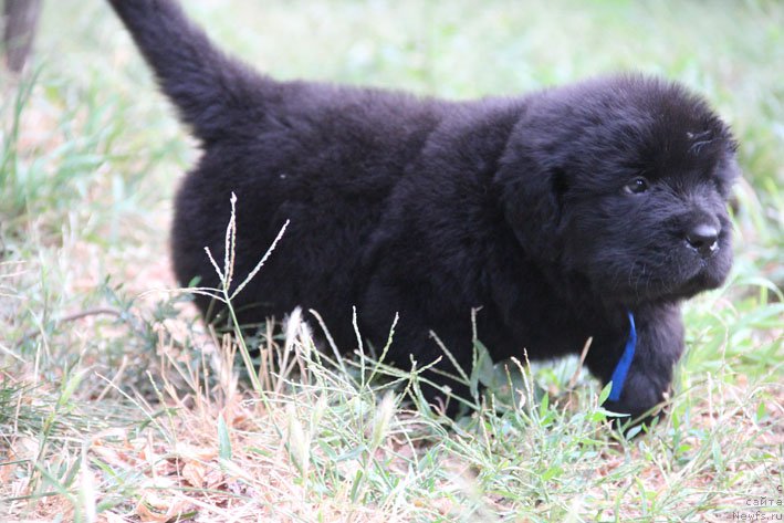 Фото: ньюфаундленд Zhustin s Berega Dona (Жюстин с Берега Дона)