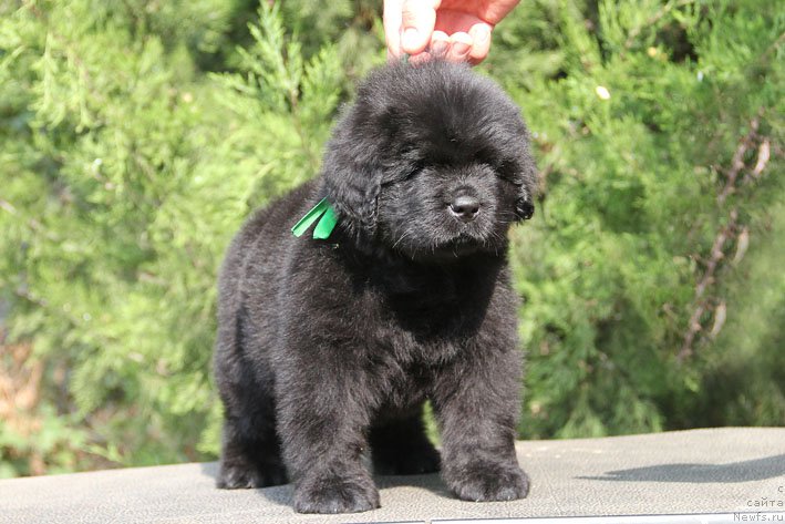 Фото: ньюфаундленд Zhermen s Berega Dona (Жермен с Берега Дона)