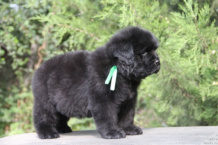 Фото: ньюфаундленд Zhermen s Berega Dona (Жермен с Берега Дона)