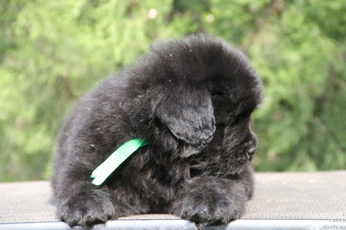 Фото: ньюфаундленд Zhermen s Berega Dona (Жермен с Берега Дона)