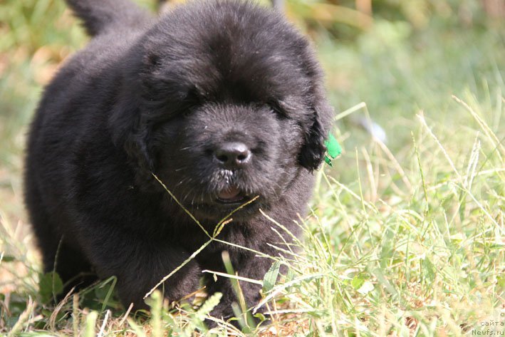 Фото: ньюфаундленд Zhermen s Berega Dona (Жермен с Берега Дона)