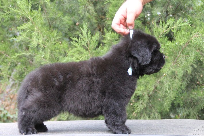 Фото: ньюфаундленд Zhorzh s Berega Dona (Жорж с Берега Дона)