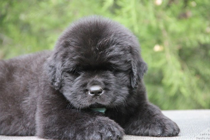 Фото: ньюфаундленд Zhorzh s Berega Dona (Жорж с Берега Дона)