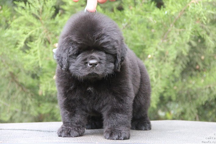 Фото: ньюфаундленд Zhorzh s Berega Dona (Жорж с Берега Дона)