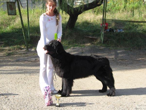 Фото: ньюфаундленд Drive Me Crazy of Apachee's Home