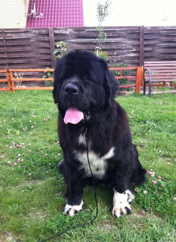 Фотография № 189280