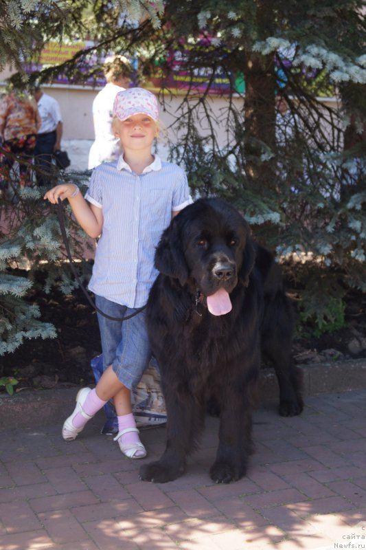 Фото: ньюфаундленд Chernaya Mafia Make the Most of Now (Черная Мафия Маке Тхе Мост оф Нов)