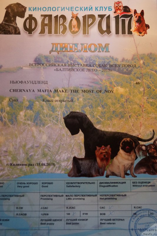 Фото: ньюфаундленд Chernaya Mafia Make the Most of Now (Черная Мафия Маке Тхе Мост оф Нов)