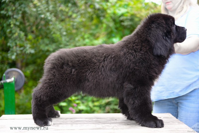 Фотография № 189287