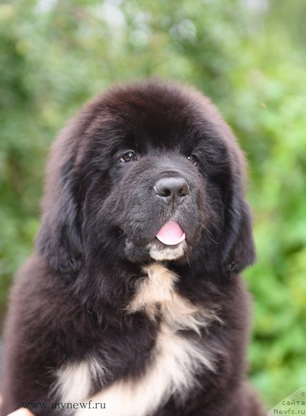 Фотография № 189288