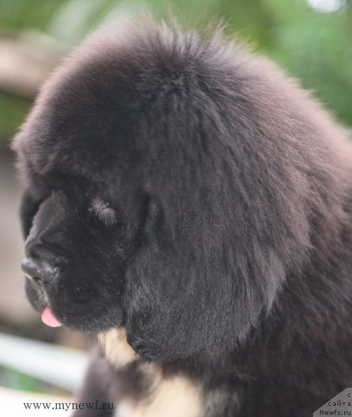 Фотография № 189289