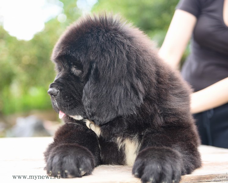 Фотография № 189290