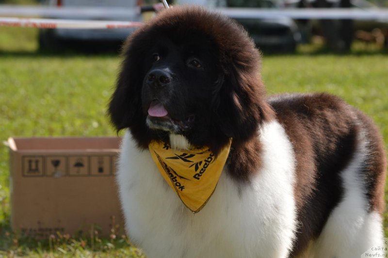 Фотография № 189294