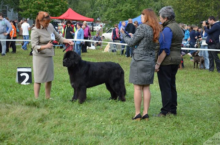 Фото: ньюфаундленд Fiamettahauz Nusakan (Фиаметтахауз Нусакан)