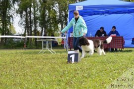 Фото: ньюфаундленд Gordon Ing'l Perikl'z from Rashn Bear (Гордон Инг'л Перикльз фром Рашн Беар)