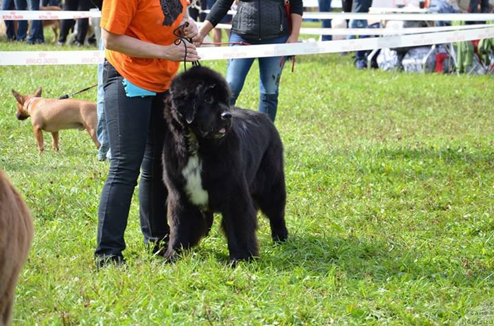 Фото: ньюфаундленд Huode Shen Afina (Хуодэ Шень Афина)